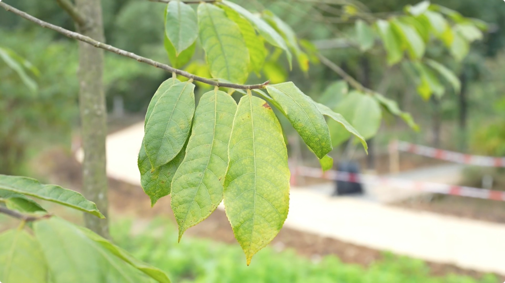 見(jiàn)血封喉樹(shù).jpg